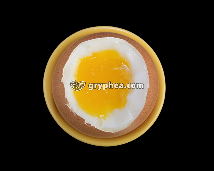 Oeuf à la coque (vue apicale) - gryphea.com